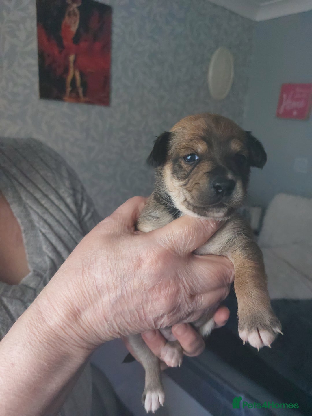 Jack Russell dogs for sale: Jack Russell  puppies for sale  - Image 1