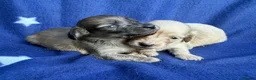 Miniature Dachshund dogs for sale: KC reg English Cream mini Dachshund puppies  - Advert 3