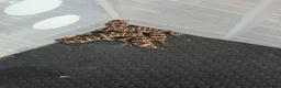 Gecko reptiles for sale: Viper geckos x4 - Advert 1