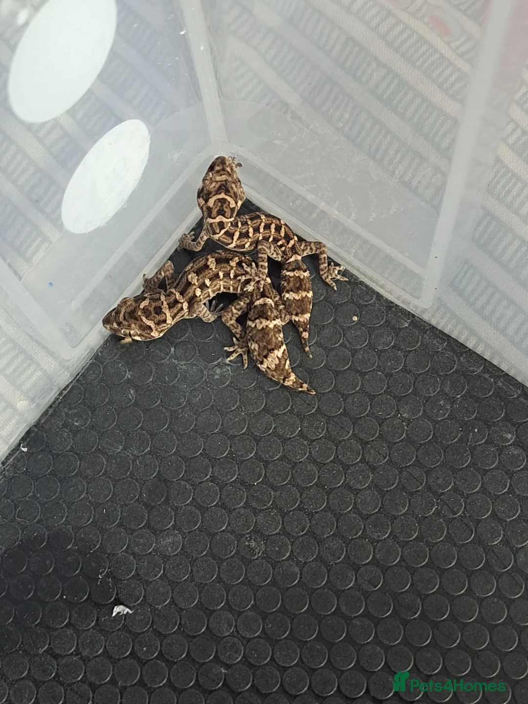 Gecko reptiles for sale: Viper geckos x4 - Advert 1