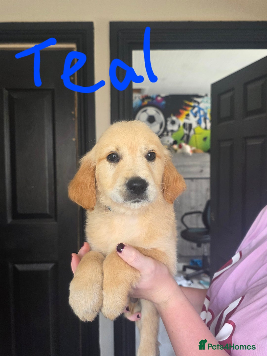Golden Retriever dogs for sale: Adorable Golden Retriever Puppies for Sale  in London - Image 2