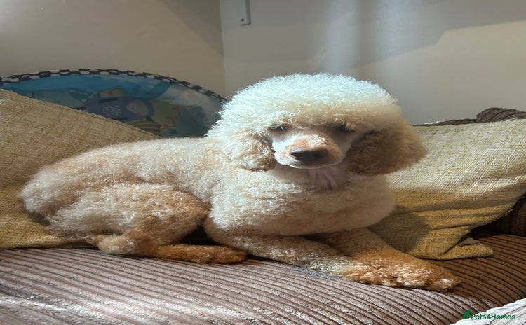 Miniature Poodle dogs - Advert 7