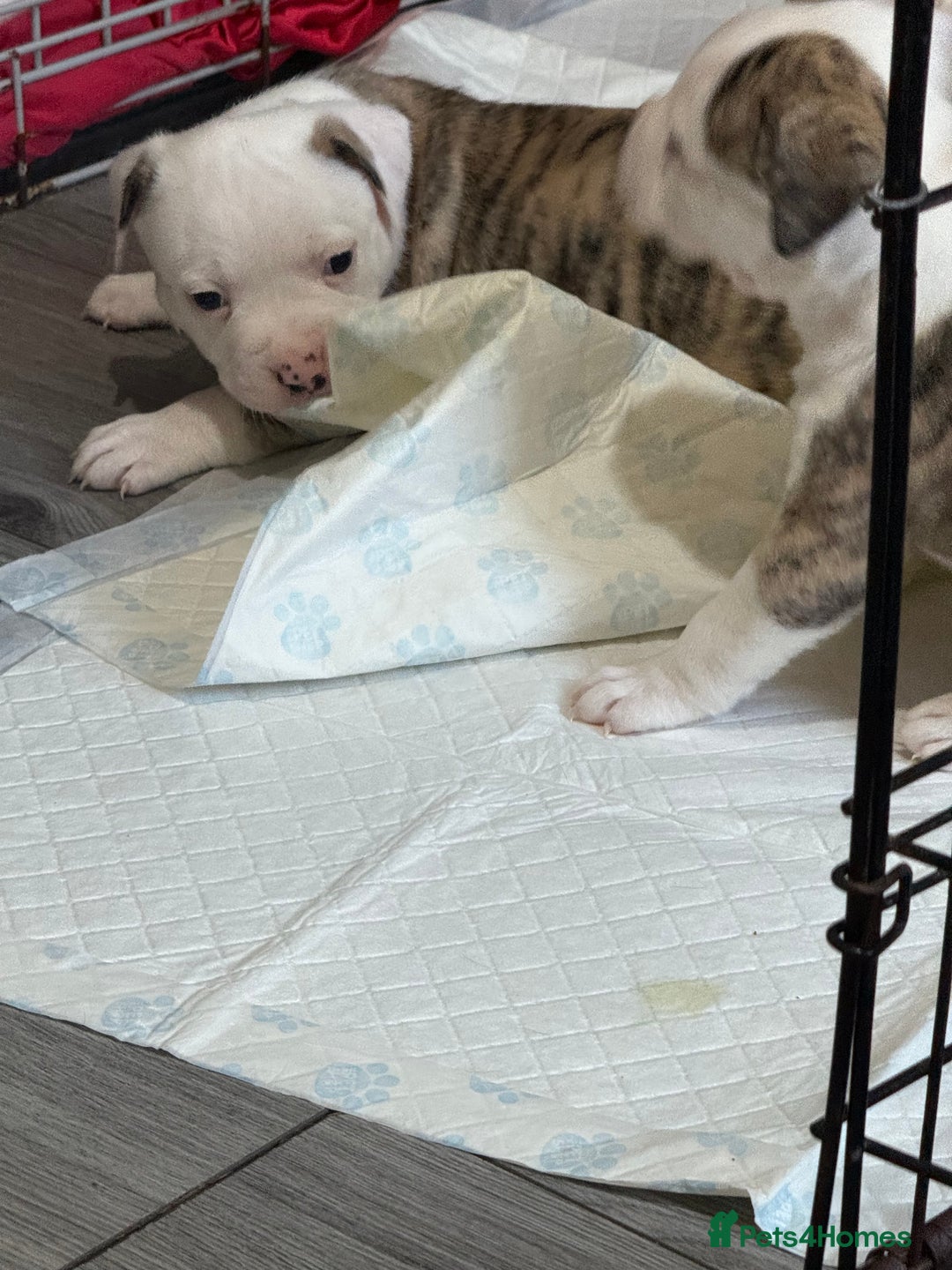 American Bulldog dogs for sale: American bulldog puppies - Advert 7
