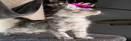 Maine Coon cats for sale: STUNNING PEDIGREE MAINE COON KITTENS - Advert 12