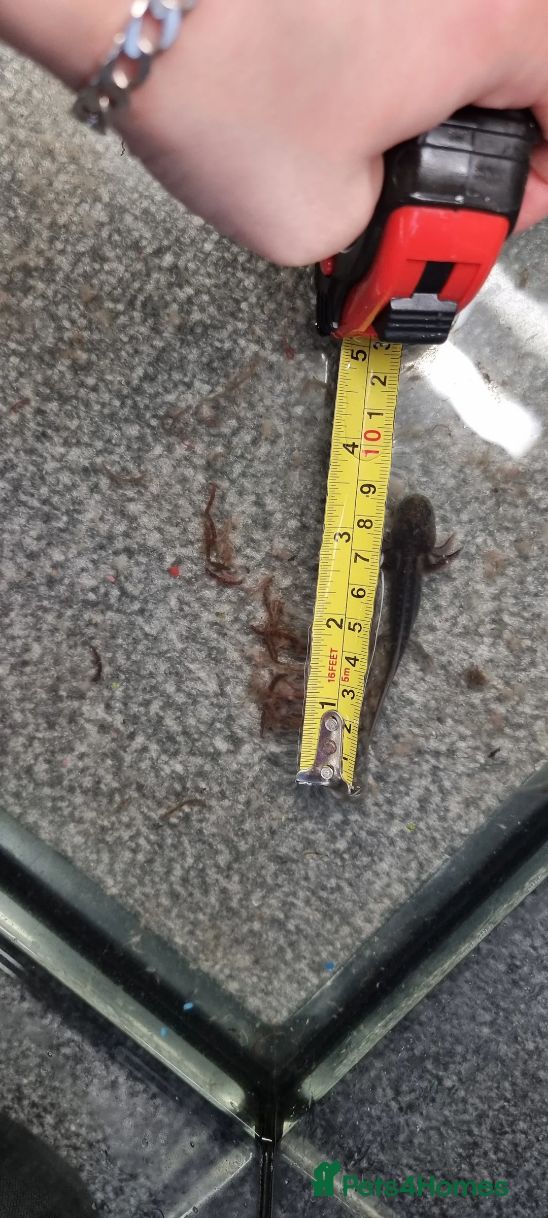 Axolotl reptiles for sale: Juvenile axolotls - Advert 2