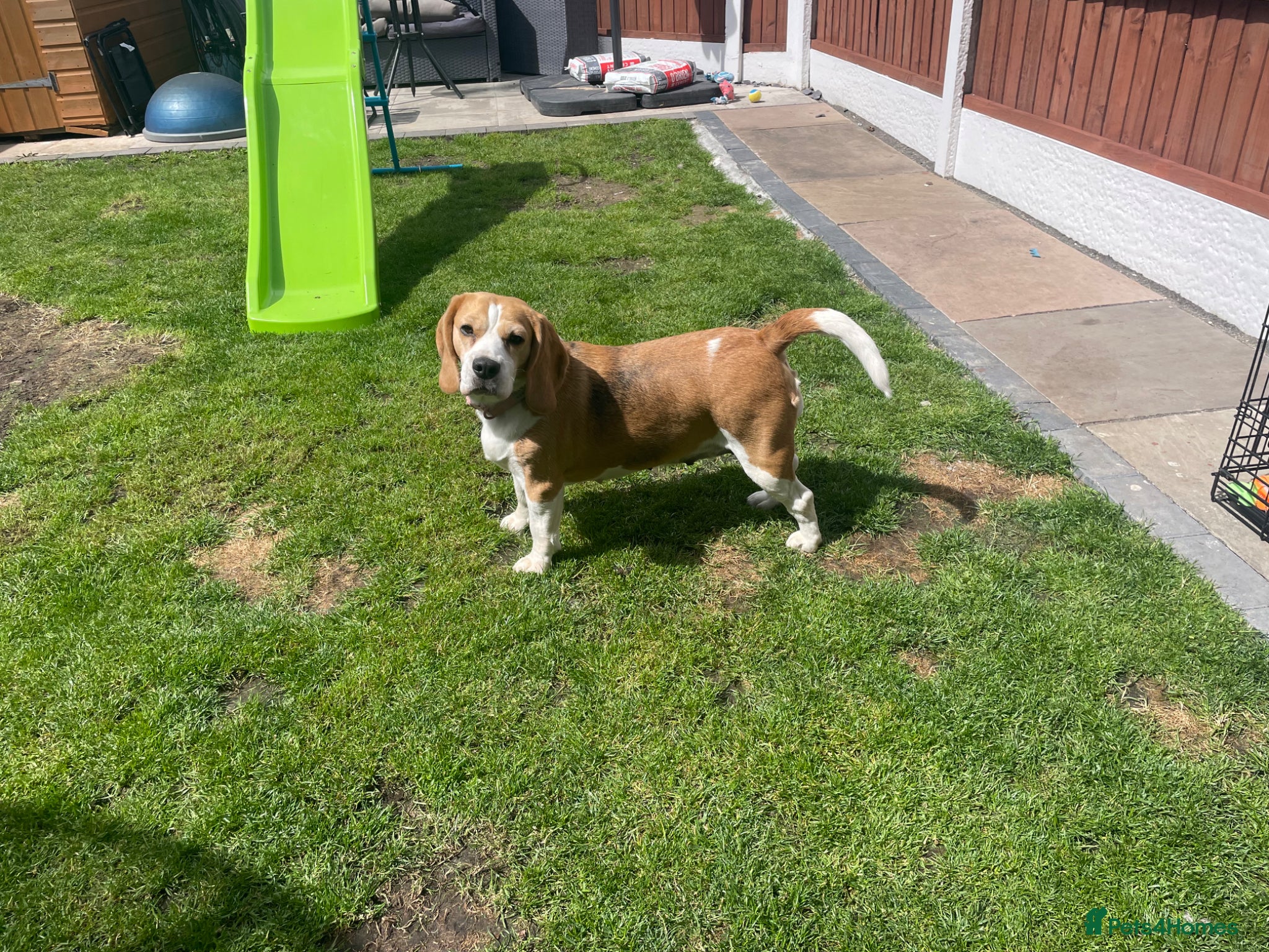 Beagle dogs Female beagle - Advert 1