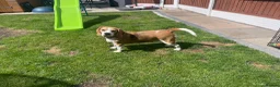 Beagle dogs for sale: Female beagle - Advert 1