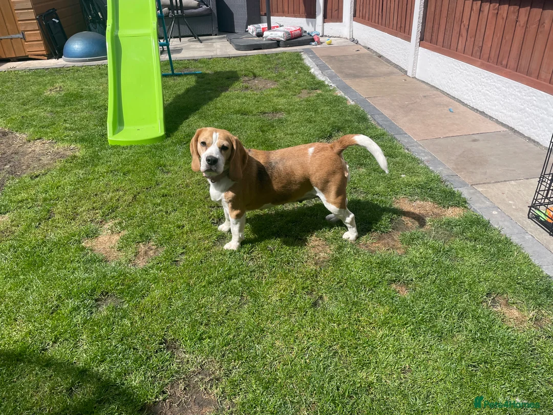 Beagle dogs for sale: Female beagle - Advert 1