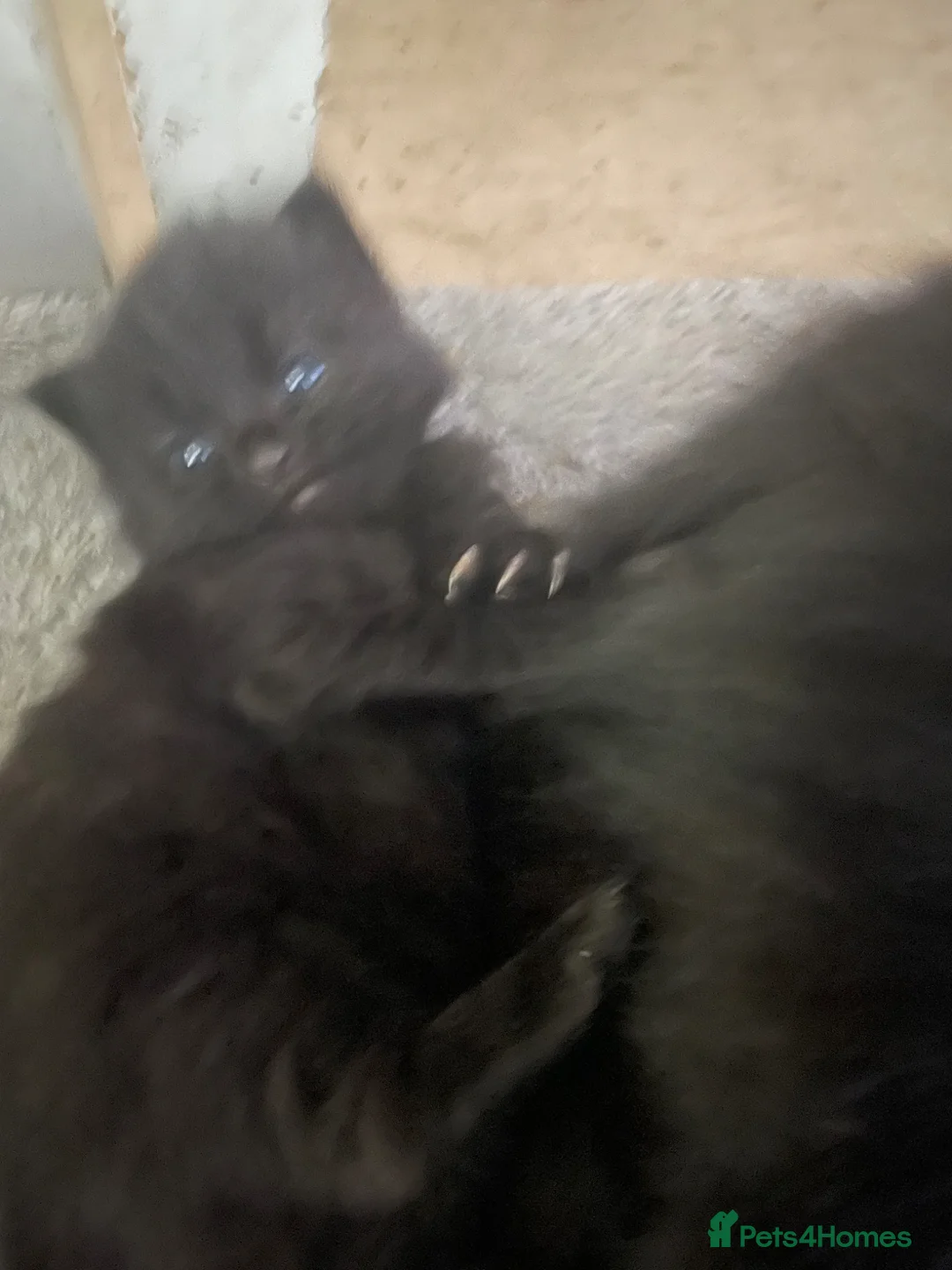 Mixed Breed cats for sale: Beautiful kitties looking for new forever home  - Advert 2