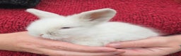 Mini Lion Lop rabbits for sale:  Male teddywidder bunnies  - Advert 30