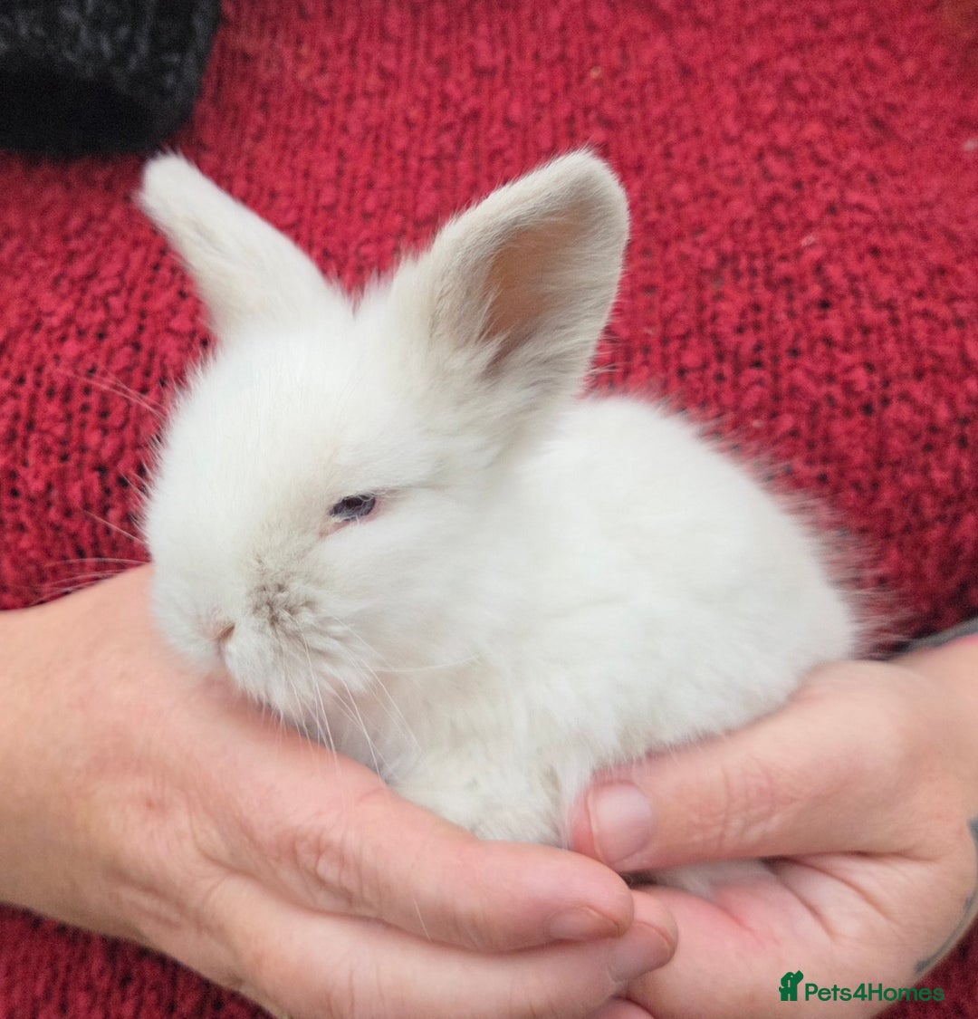 Mini Lion Lop rabbits for sale:  Male teddywidder bunnies  - Advert 30
