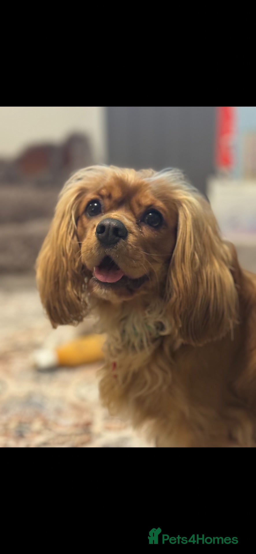 Cavalier King Charles Spaniel dogs Exquisite CKCS Pups - Coi 1%!!  - Advert 1