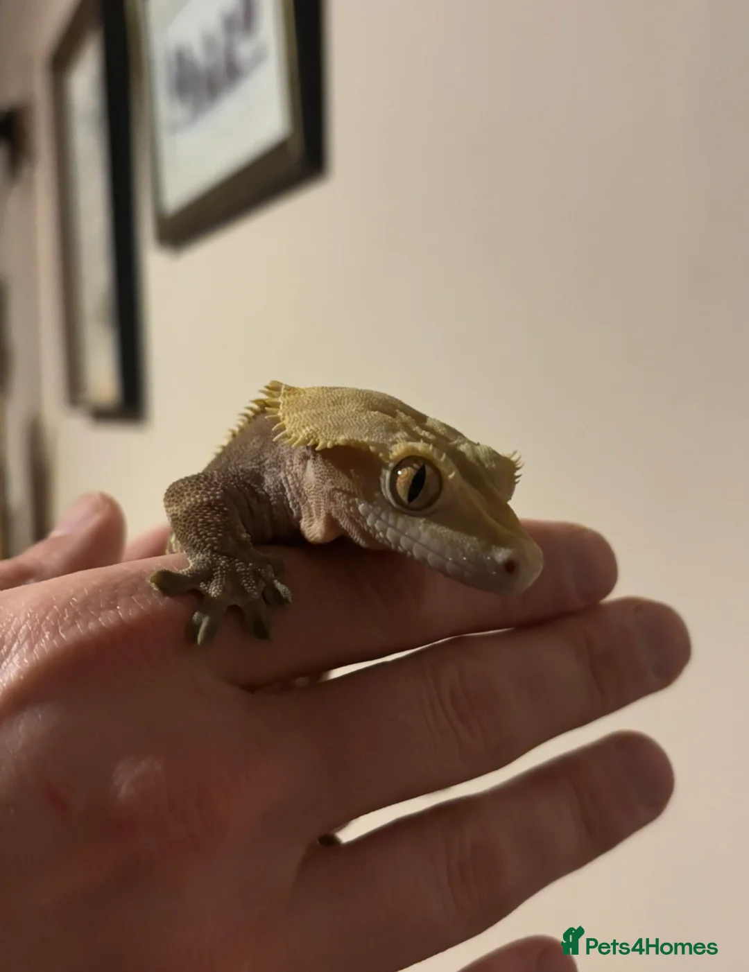 Gecko reptiles for sale: Crested gecko and bioactive enclosure  in Gateshead - Advert 4