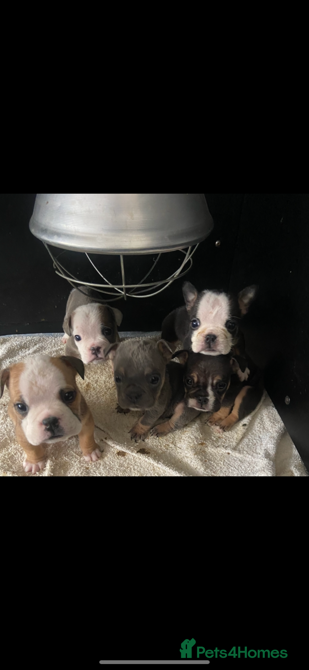 English Bulldog dogs for sale: KC registered English Bulldog Puppies  - Image 32