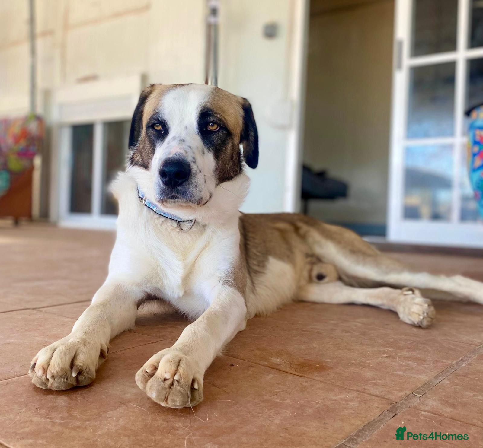 Mixed Breed dogs 🐾 Meet Benji 😍😍 - Advert 9