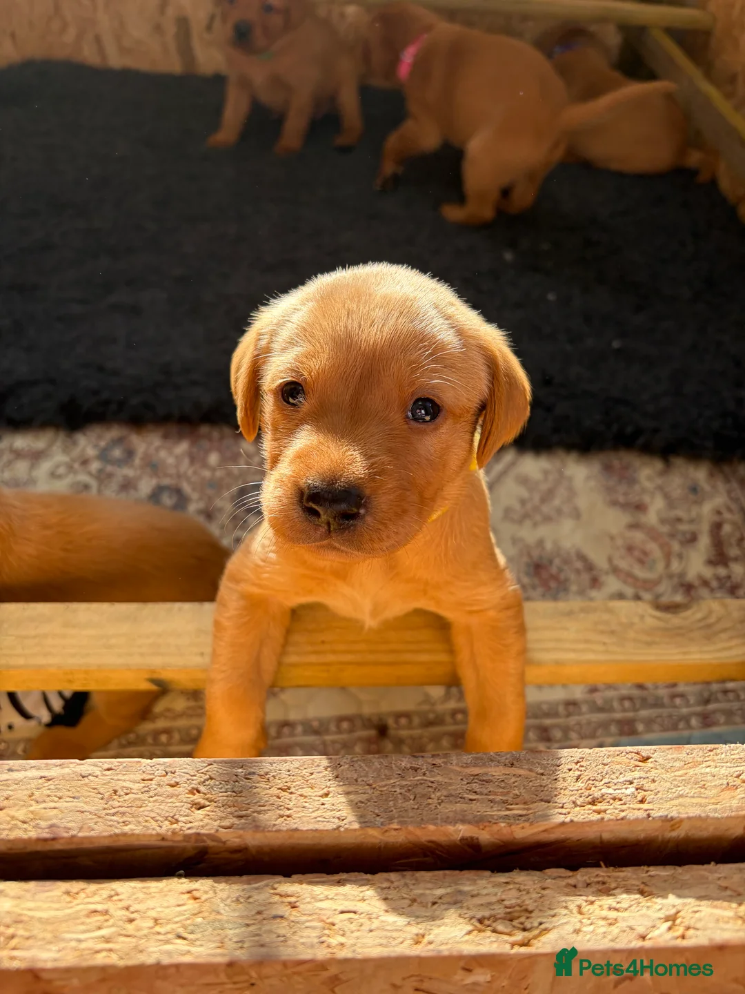 Labrador Retriever dogs for sale: KC Registered Fox Red Labrador Puppies  - Advert 2