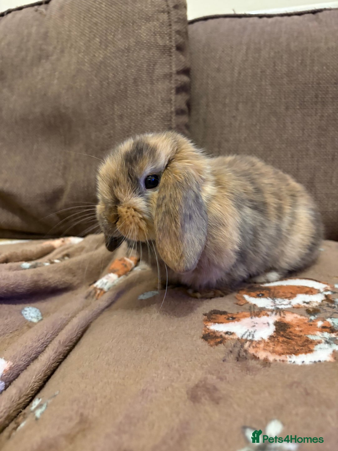Mini Lop rabbits for sale: Bonded Mini Lop Harlequin Pair. Sold Together Only - Advert 12