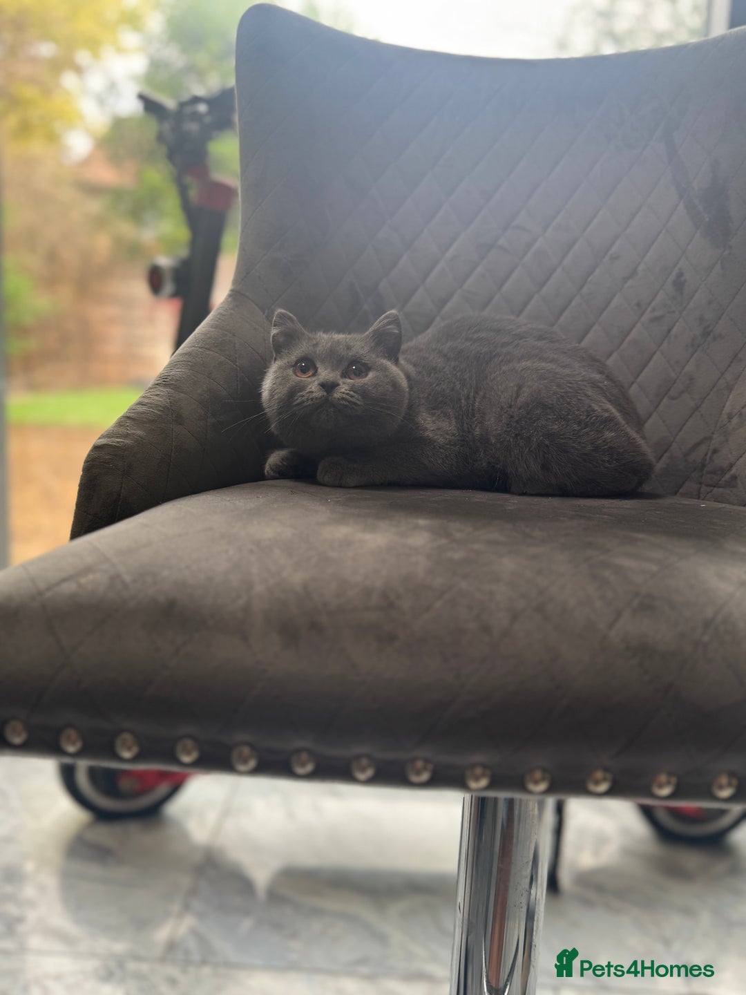 British Shorthair cats for sale: STUNNING pedigree solid blue 7month female kitten  - Image 7