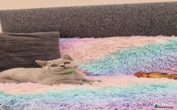 British Shorthair cats for sale: British Shorthair Lilac kittens  - Image 24