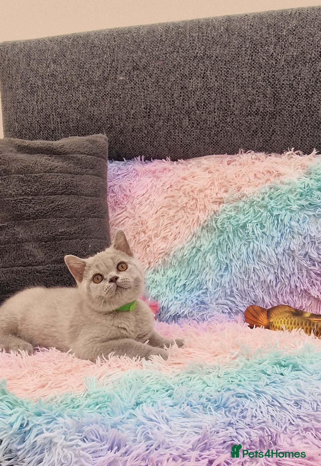 British Shorthair cats for sale: British Shorthair Lilac kittens  - Image 24