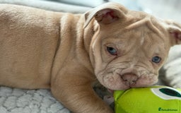 Olde English Bulldogge dogs for sale: Stunning Old English Bulldog Pups NEBBR Registered - Image 17