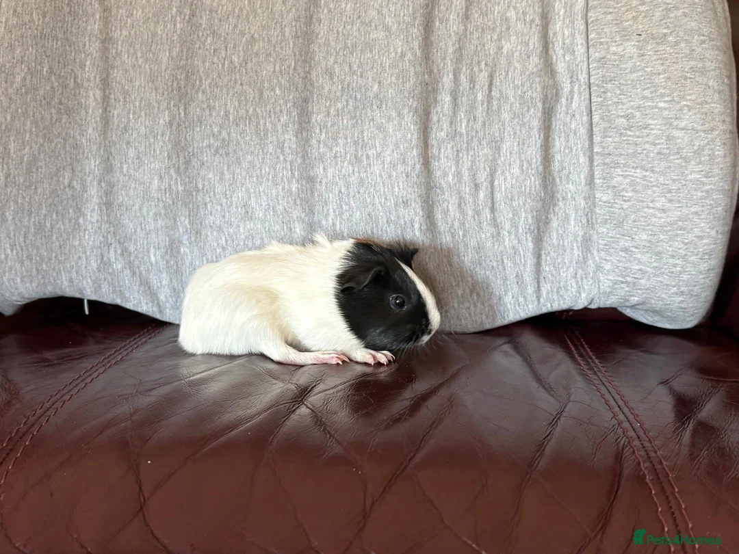 Guinea Pig rodents for sale: Male Guinea pigs - Advert 8