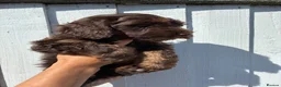 Cockapoo dogs for sale: F4 Cockapoo's for sale LAST BOY LEFT  - Advert 16