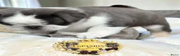 Pug dogs for sale: Kc pug puppies from a 5 star licensed breeder  - Advert 20