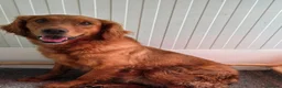 Golden Retriever dogs for sale: Fully Vaccinated Working Golden Retriever puppy - Advert 11