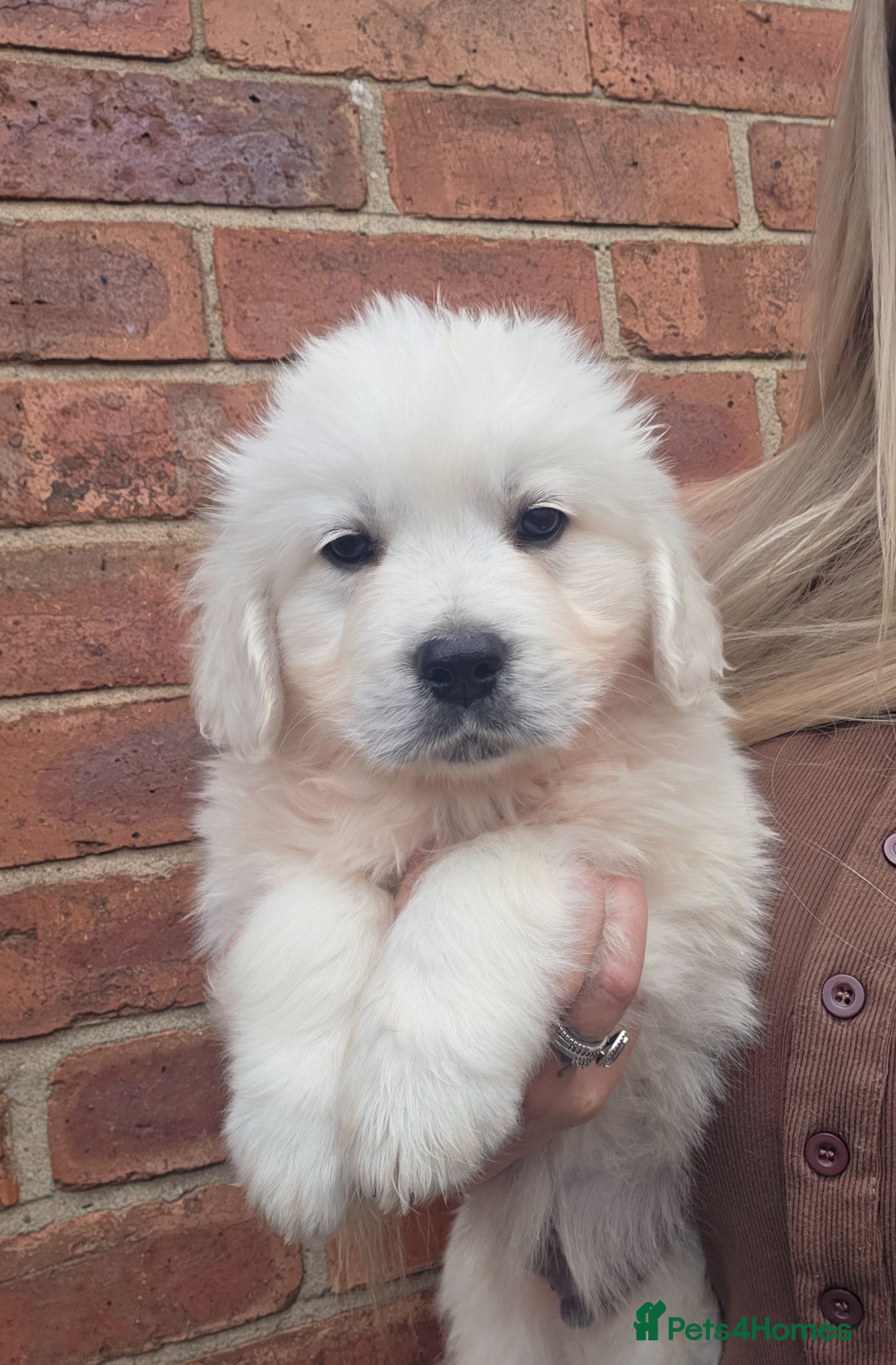 Golden Retriever dogs Extensively Health Tested English Cream Puppies - Advert 1