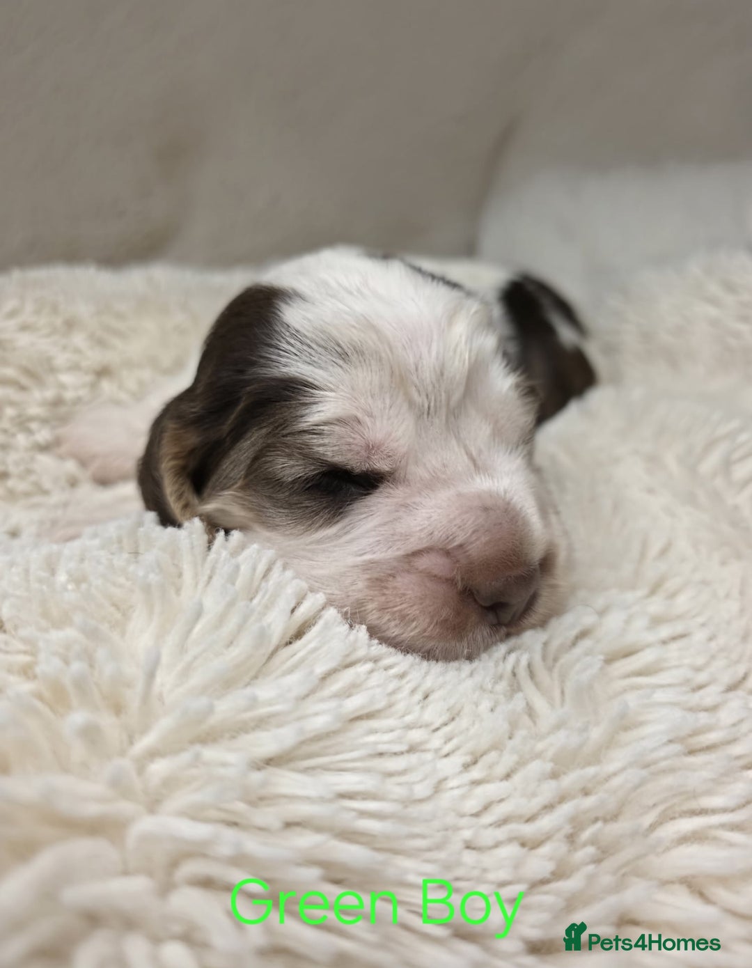 Cocker Spaniel dogs for sale: Beautiful Show Type Cocker Spaniels - Advert 16