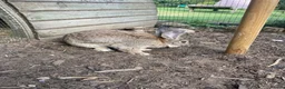 Continental Giant rabbits for sale: 🐰 GORGEOUS 14-MONTH-OLD CONTINENTAL GIANT BUCK - Advert 8