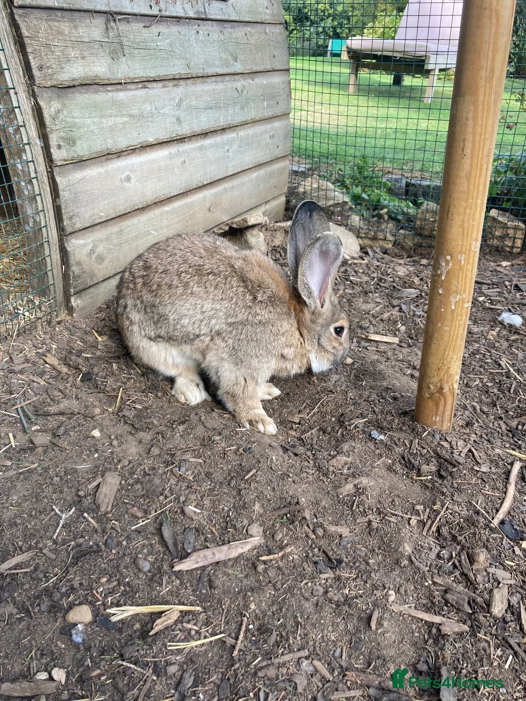 Continental Giant rabbits for sale: 🐰 GORGEOUS 14-MONTH-OLD CONTINENTAL GIANT BUCK - Advert 8
