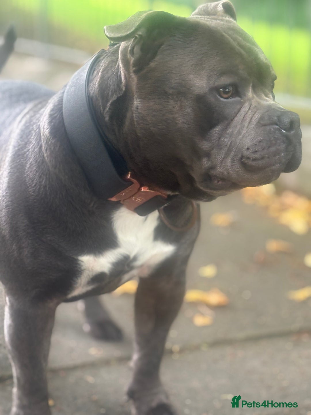 Staffordshire Bull Terrier dogs for stud: Staffordshire Bull Terrier (stud dog) - Advert 2