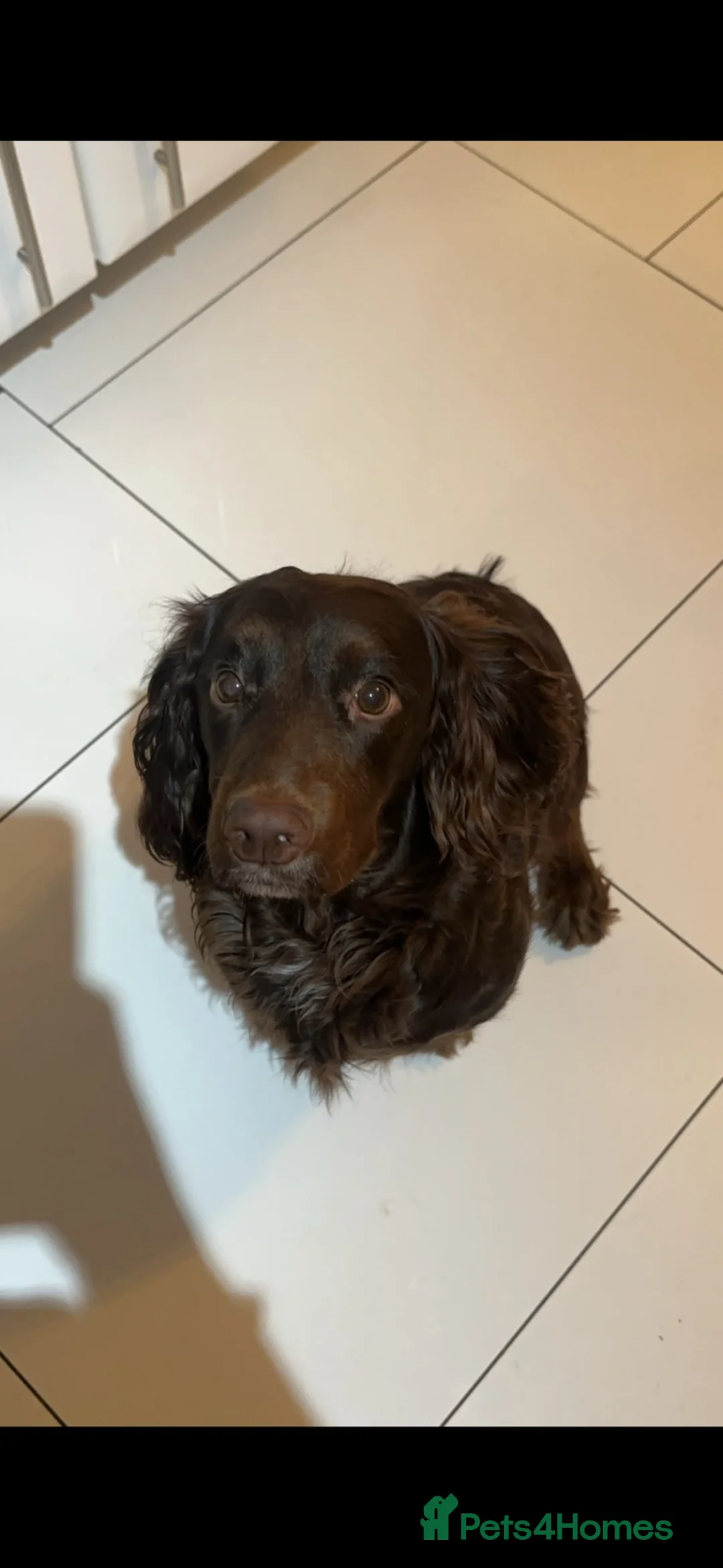 Cocker Spaniel dogs for sale: 2x working cocker spaniels  - Advert 2