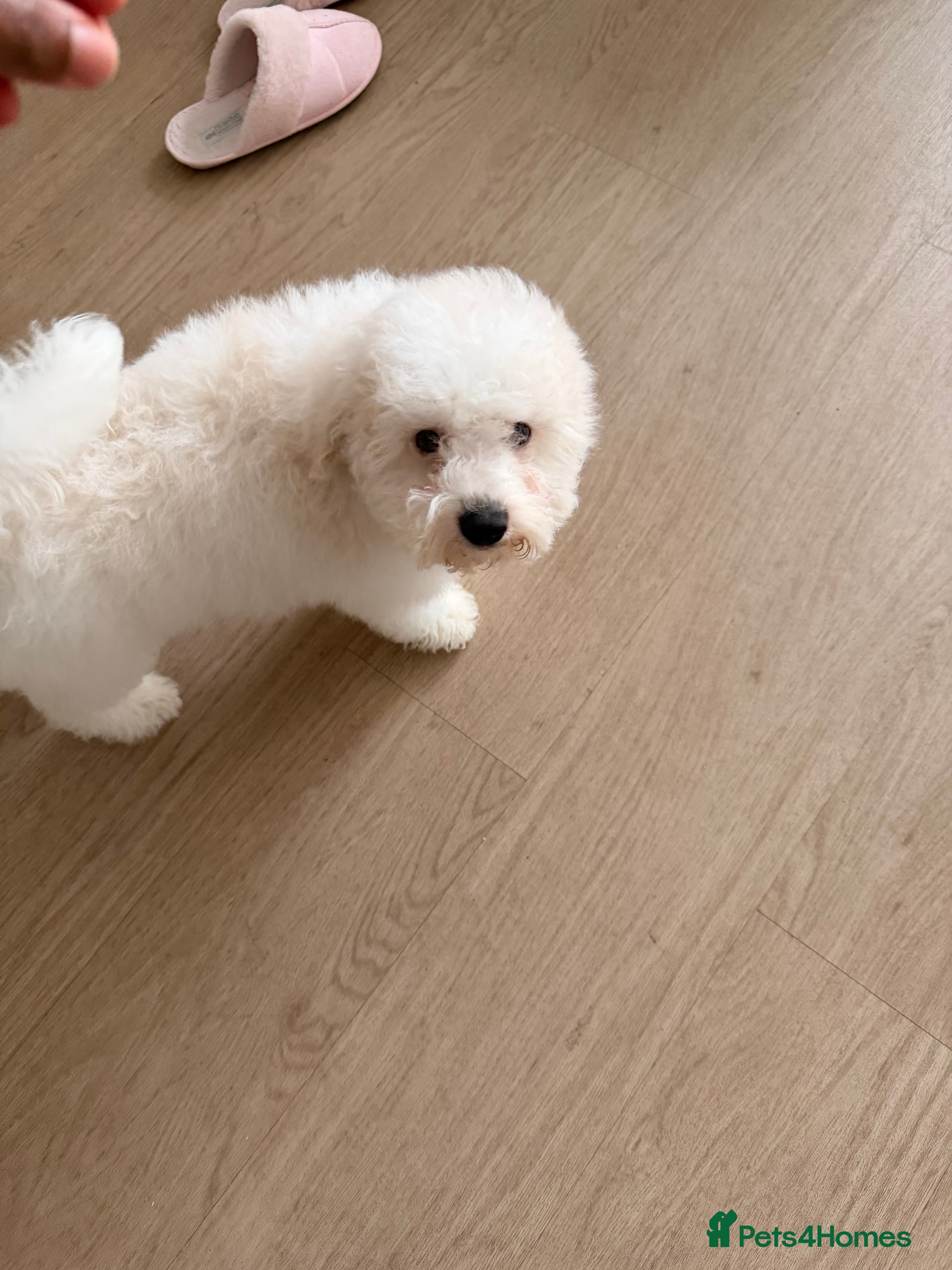 Bichon Frise dogs Beautiful Bichon Frise Puppy – Loving Home Wanted - Advert 18