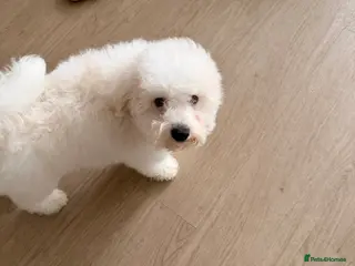 Bichon Frise dogs Beautiful Bichon Frise Puppy – Loving Home Wanted - Advert 18