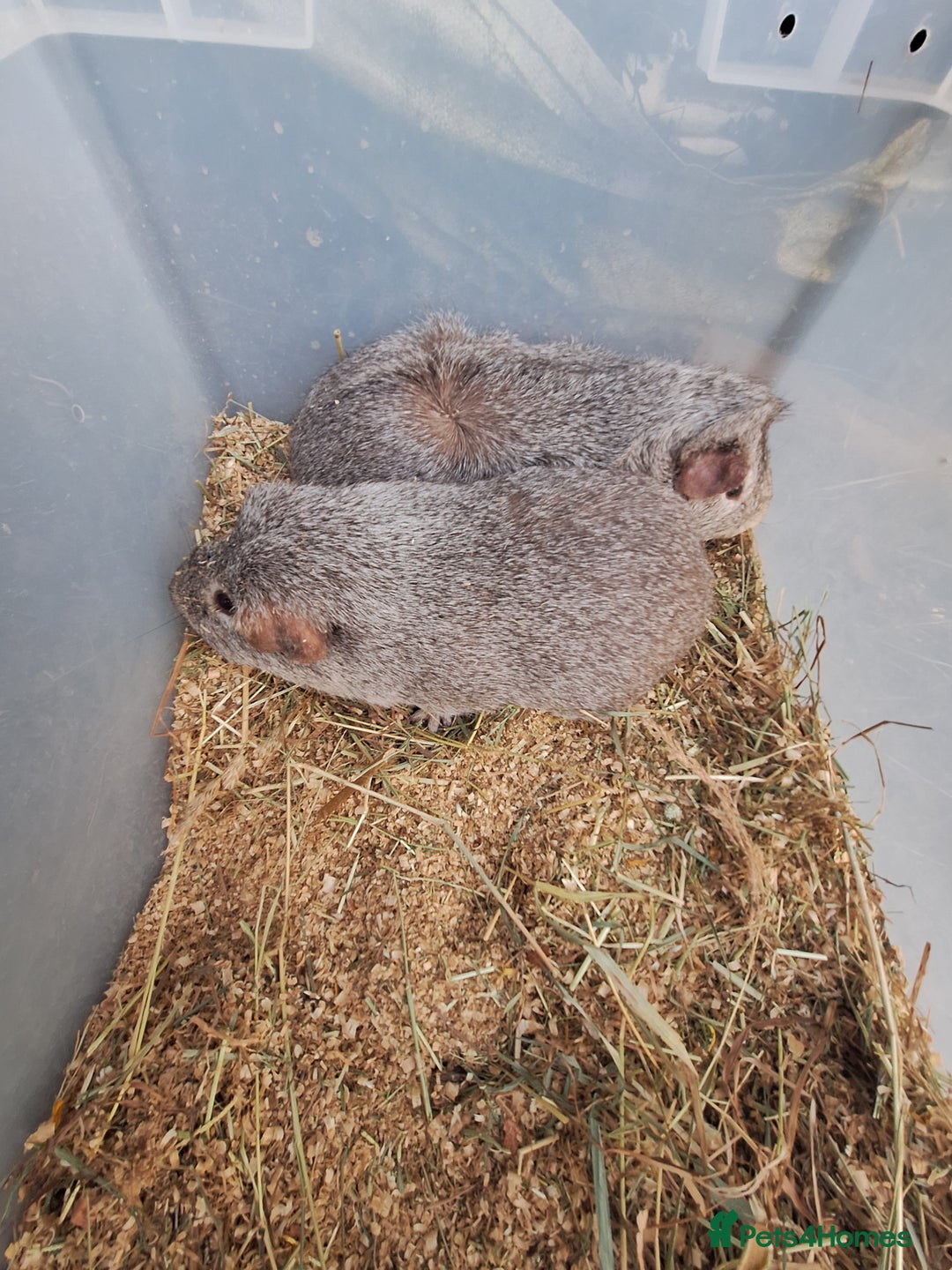 Guinea Pig rodents for sale: 2  adult male guinea pigs for sale £40 pair - Advert 7