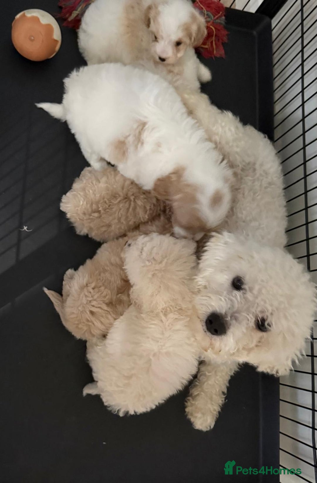 Cavapoo dogs for sale: F2 cavapoo puppys - Advert 1