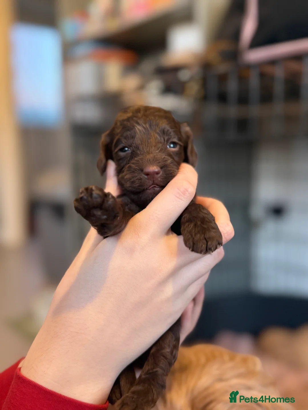 Cockapoo dogs for sale: Beautiful F2B cockapoos - Advert 2