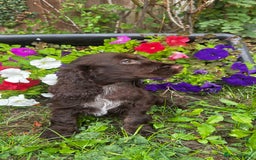 Cocker Spaniel dogs for sale: Family raised champion cocker REDUCED AND READY - Image 19