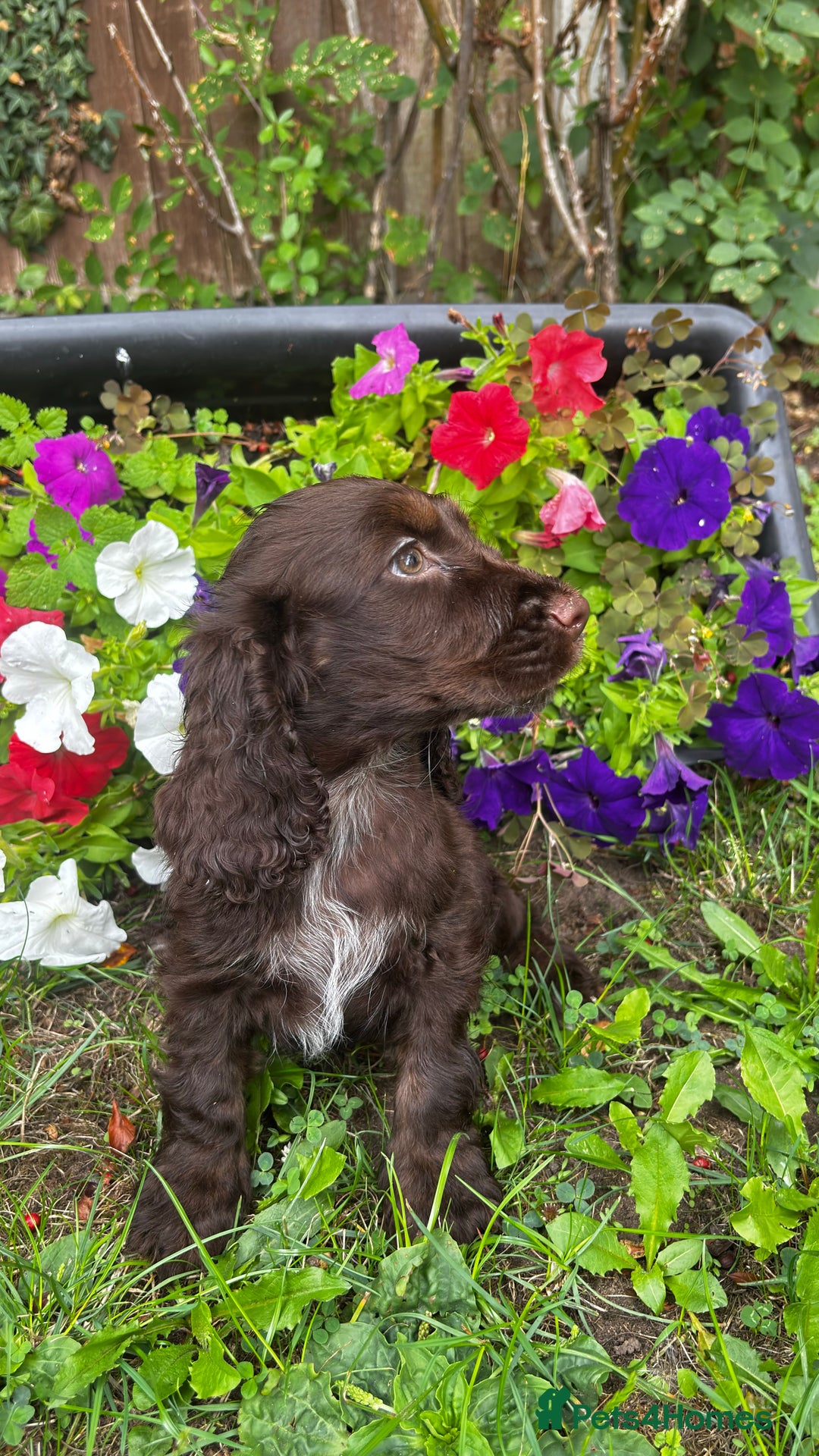 Cocker Spaniel dogs for sale: Family raised champion cocker REDUCED AND READY - Image 19