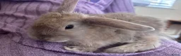 Mini Lion Lop rabbits for sale: lion lop bunnies  - Advert 7