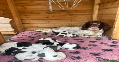 English Springer Spaniel dogs in Llangollen - Advert 7