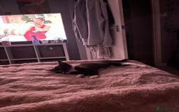 Mixed Breed cats for sale: Kittens for sale  - Image 3