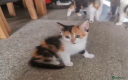 Mixed Breed cats for sale: Fluffy calico kittens - Image 3