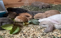 French Lop rabbits for sale: 9 French lops  - Image 1