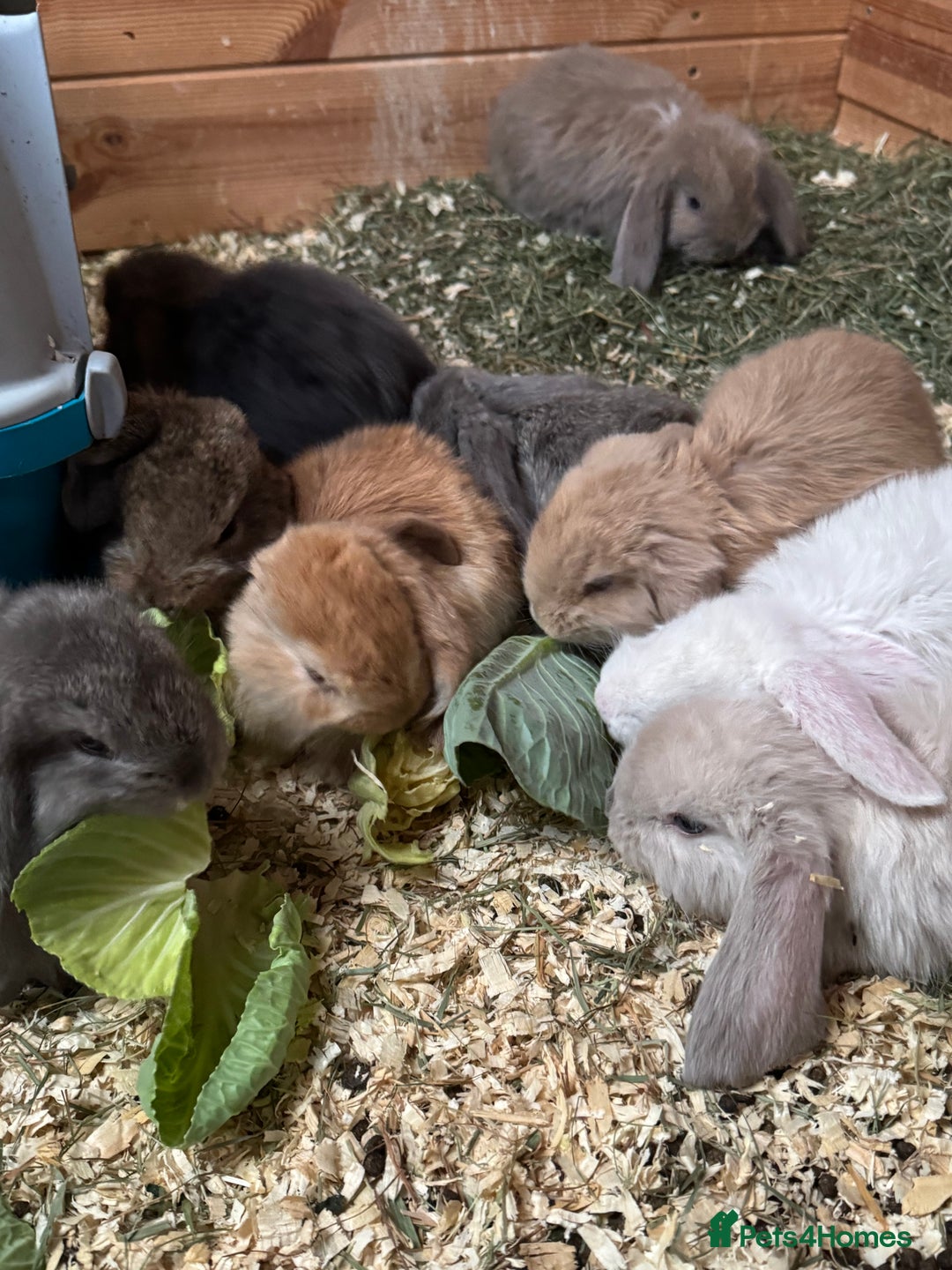 French Lop rabbits for sale: 9 French lops  - Image 1