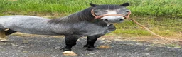 Welsh Section A horses for sale: Riding Welsh Section A  - Advert 4