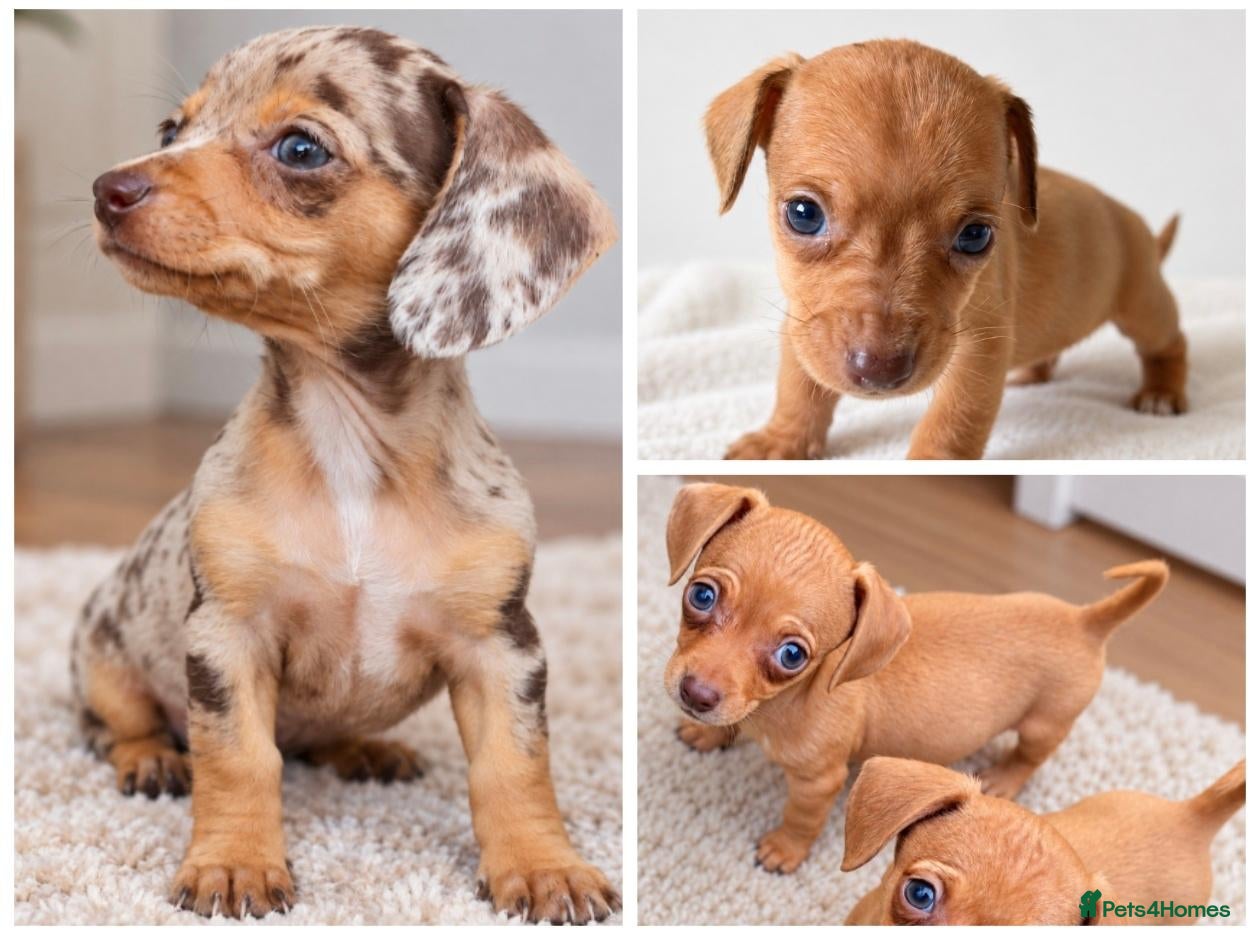 Chihuahua dogs Chiweenies *Stunning Tiny*  – Cosmo × Jimmy Choo - Advert 9